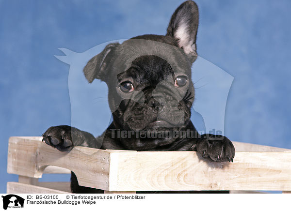Franzsische Bulldogge Welpe / French Bulldog Puppy / BS-03100