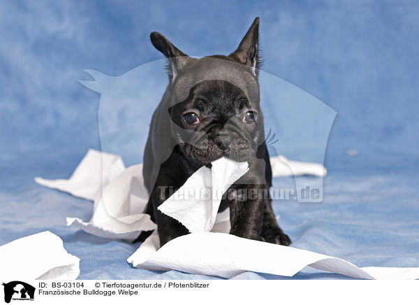 Franzsische Bulldogge Welpe / BS-03104