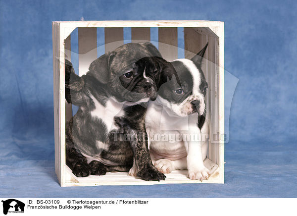Franzsische Bulldogge Welpen / French Bulldog Puppies / BS-03109