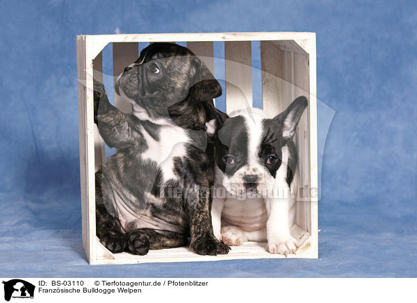 Franzsische Bulldogge Welpen / French Bulldog Puppies / BS-03110