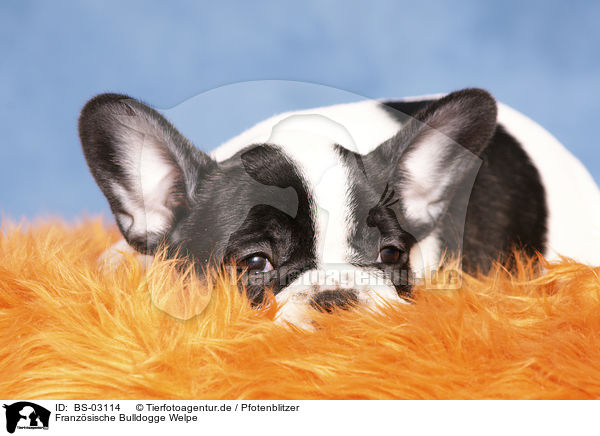 Franzsische Bulldogge Welpe / French Bulldog Puppy / BS-03114