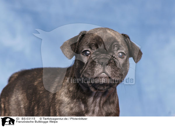Franzsische Bulldogge Welpe / BS-03115