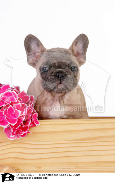 Franzsische Bulldogge / KL-03579