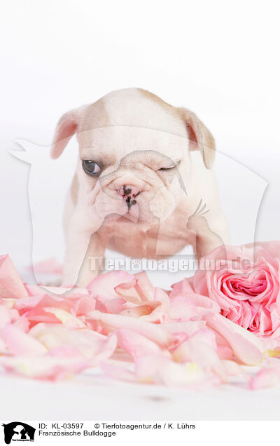 Franzsische Bulldogge / KL-03597