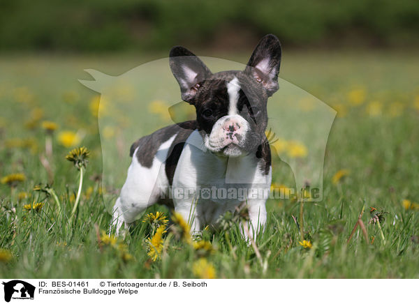 Franzsische Bulldogge Welpe / BES-01461