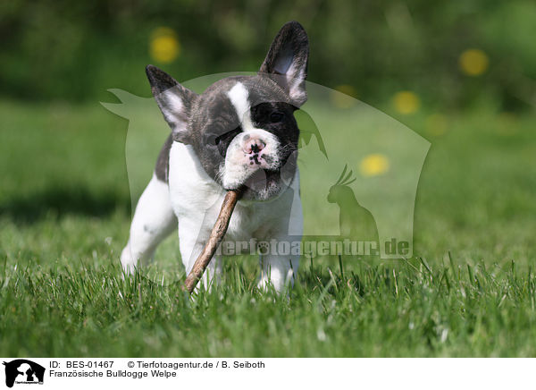 Franzsische Bulldogge Welpe / French Bulldog Puppy / BES-01467