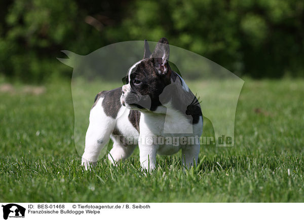 Franzsische Bulldogge Welpe / French Bulldog Puppy / BES-01468