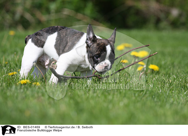 Franzsische Bulldogge Welpe / French Bulldog Puppy / BES-01469