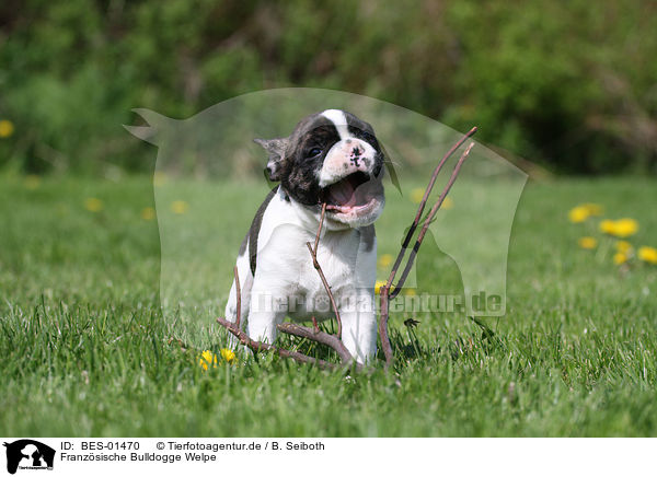 Franzsische Bulldogge Welpe / French Bulldog Puppy / BES-01470