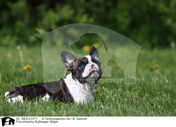 Franzsische Bulldogge Welpe / French Bulldog Puppy / BES-01471