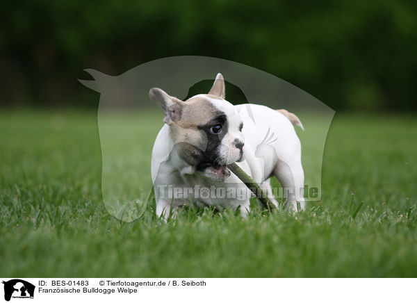 Franzsische Bulldogge Welpe / French Bulldog Puppy / BES-01483