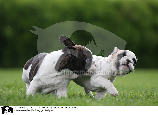 Franzsische Bulldogge Welpen / French Bulldog Puppies / BES-01487