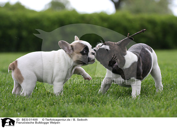 Franzsische Bulldogge Welpen / French Bulldog Puppies / BES-01488