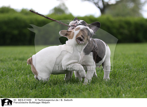 Franzsische Bulldogge Welpen / French Bulldog Puppies / BES-01489