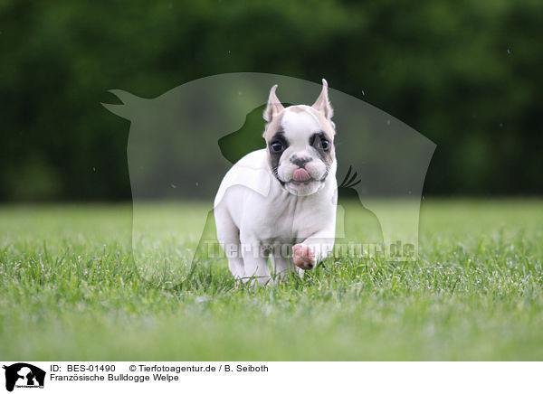 Franzsische Bulldogge Welpe / French Bulldog Puppy / BES-01490