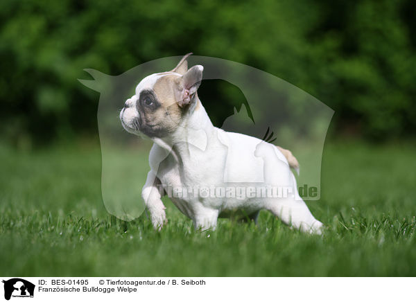 Franzsische Bulldogge Welpe / French Bulldog Puppy / BES-01495