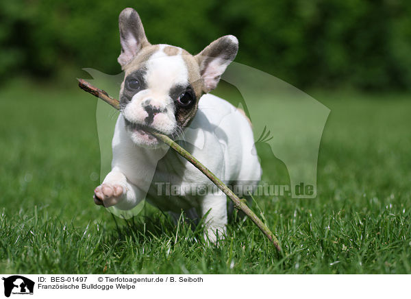 Franzsische Bulldogge Welpe / French Bulldog Puppy / BES-01497