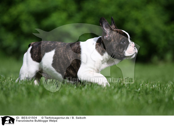 Franzsische Bulldogge Welpe / French Bulldog Puppy / BES-01504