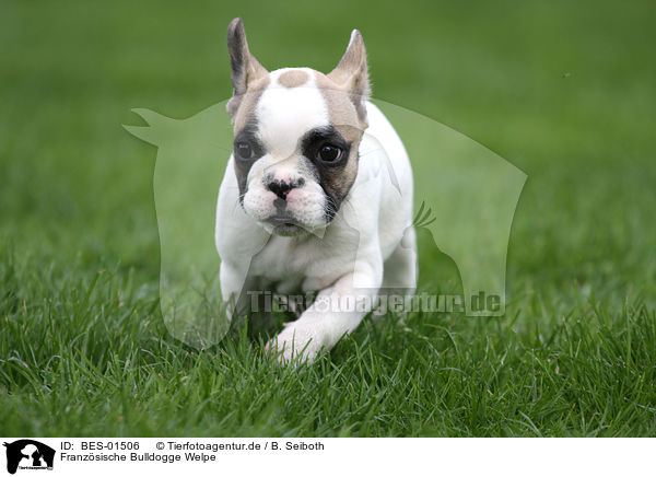 Franzsische Bulldogge Welpe / French Bulldog Puppy / BES-01506