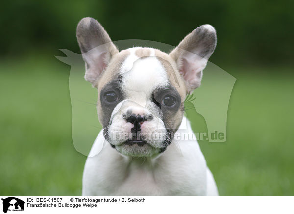 Franzsische Bulldogge Welpe / French Bulldog Puppy / BES-01507