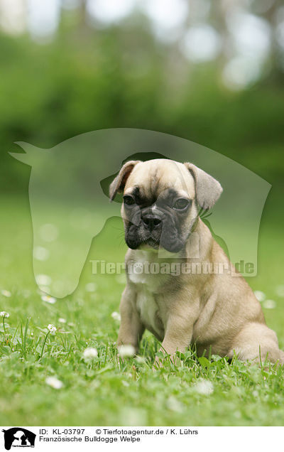 Franzsische Bulldogge Welpe / French Bulldog Puppy / KL-03797