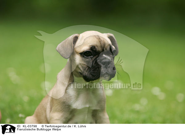 Franzsische Bulldogge Welpe / French Bulldog Puppy / KL-03798