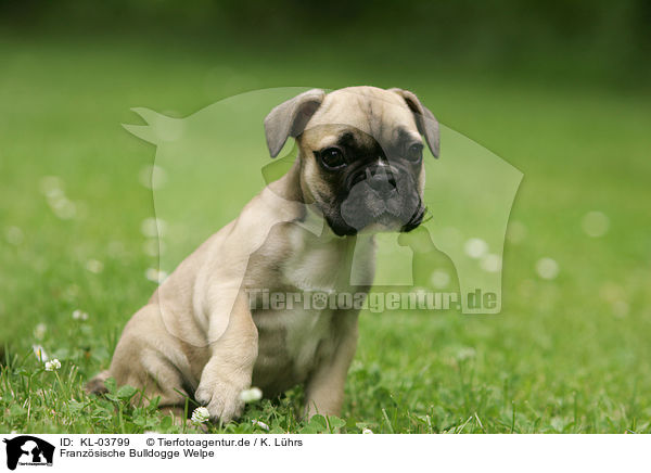 Franzsische Bulldogge Welpe / French Bulldog Puppy / KL-03799