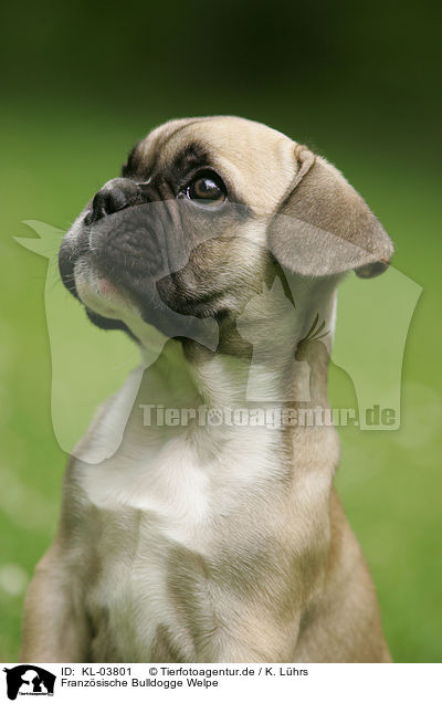 Franzsische Bulldogge Welpe / French Bulldog Puppy / KL-03801