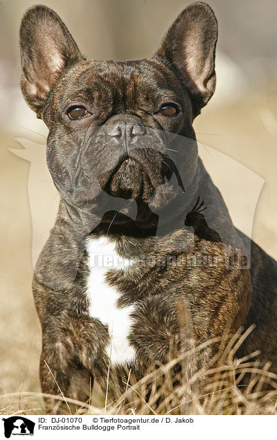 Franzsische Bulldogge Portrait / French Bulldog Portrait / DJ-01070
