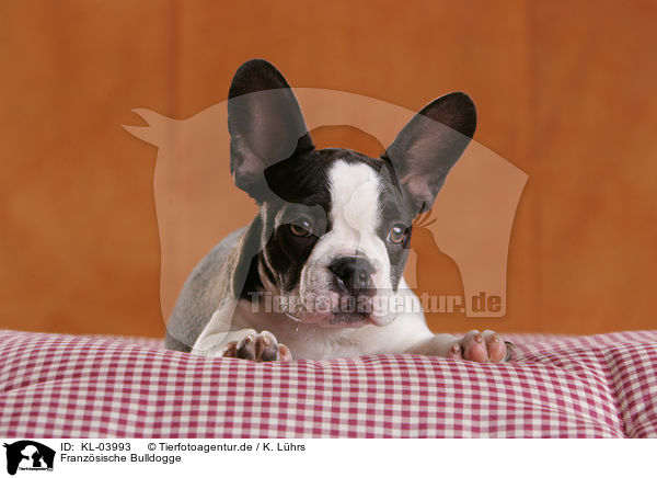 Franzsische Bulldogge / French Bulldog / KL-03993