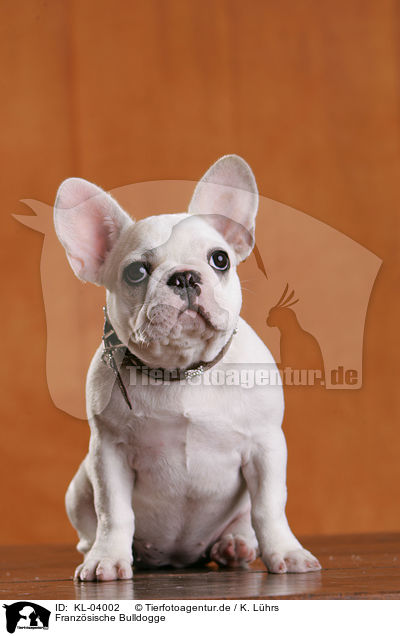Franzsische Bulldogge / French Bulldog / KL-04002