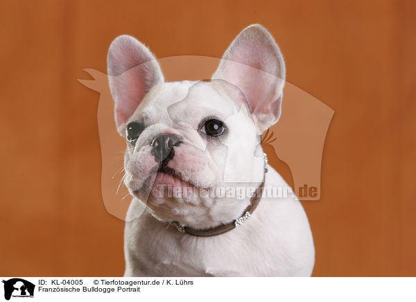 Franzsische Bulldogge Portrait / French Bulldog Portrait / KL-04005