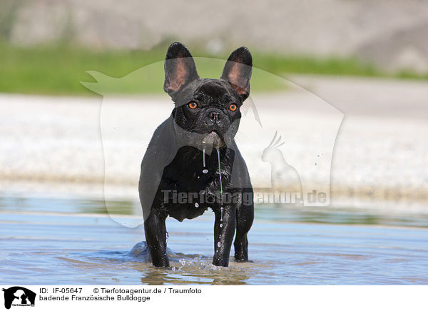 badende Franzsische Bulldogge / bathing French Bulldog / IF-05647