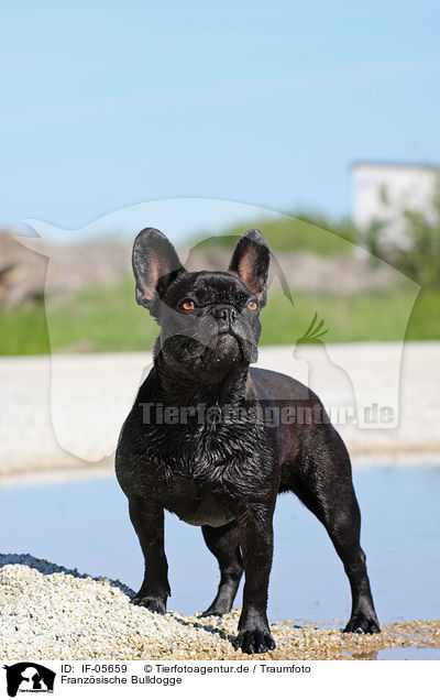 Franzsische Bulldogge / French Bulldog / IF-05659