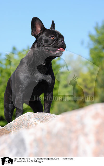 Franzsische Bulldogge / French Bulldog / IF-05706