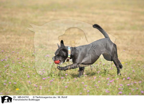 Franzsische Bulldogge / French Bulldog / MR-04781