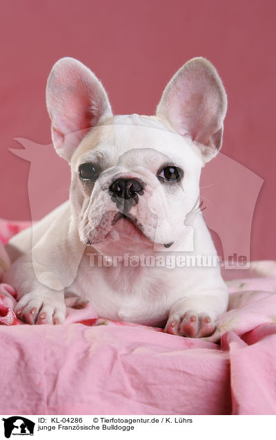junge Franzsische Bulldogge / young French Bulldog / KL-04286
