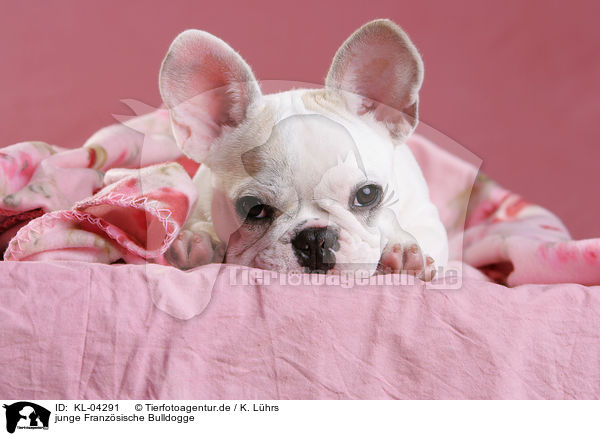junge Franzsische Bulldogge / young French Bulldog / KL-04291