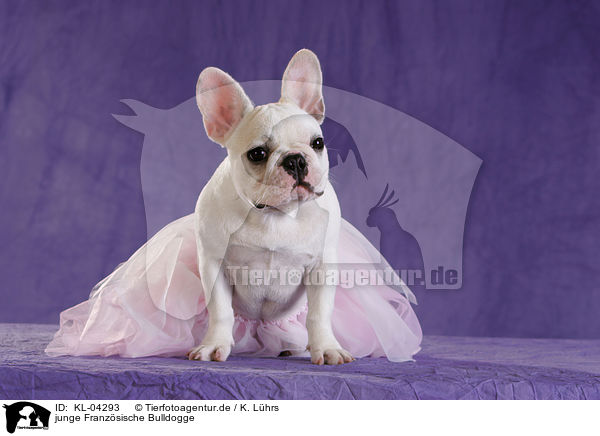 junge Franzsische Bulldogge / KL-04293