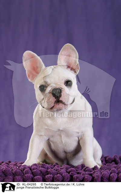 junge Franzsische Bulldogge / KL-04295