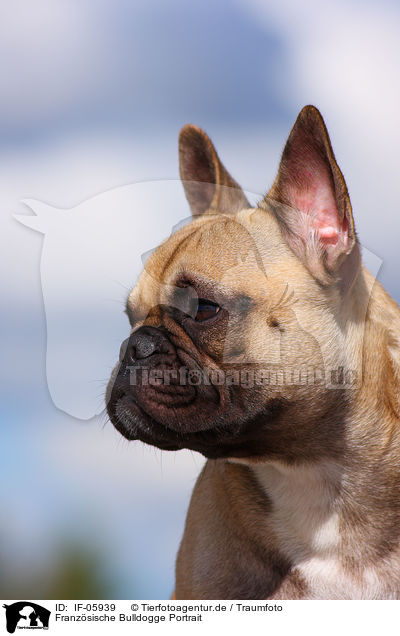Franzsische Bulldogge Portrait / French Bulldog Portrait / IF-05939