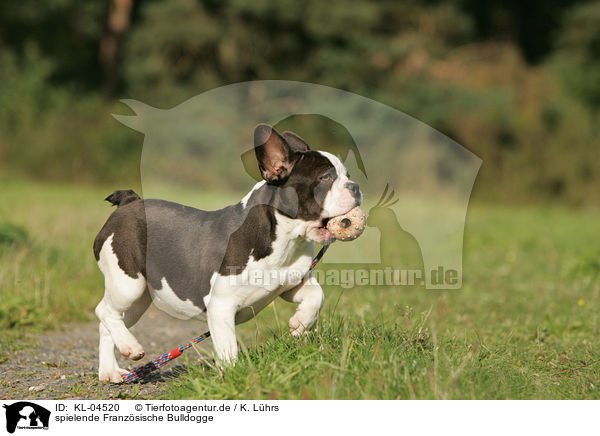 spielende Franzsische Bulldogge / playing French Bulldog / KL-04520