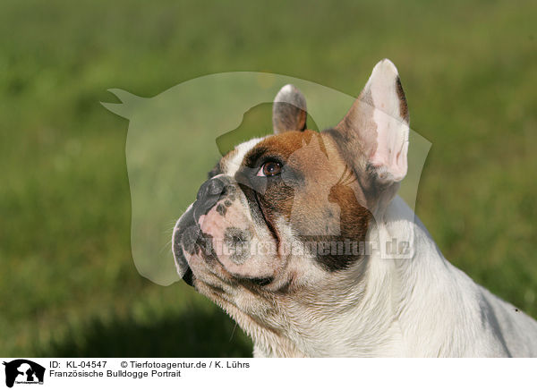Franzsische Bulldogge Portrait / French Bulldog Portrait / KL-04547