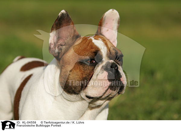 Franzsische Bulldogge Portrait / French Bulldog Portrait / KL-04558