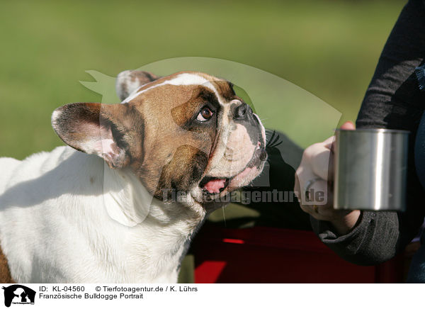Franzsische Bulldogge Portrait / French Bulldog Portrait / KL-04560