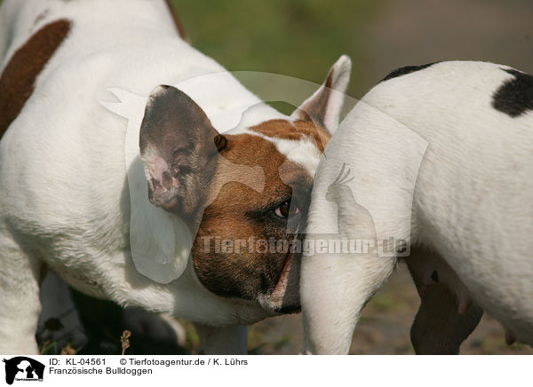 Franzsische Bulldoggen / French Bulldogs / KL-04561