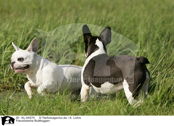 Franzsische Bulldoggen / French Bulldogs / KL-04574