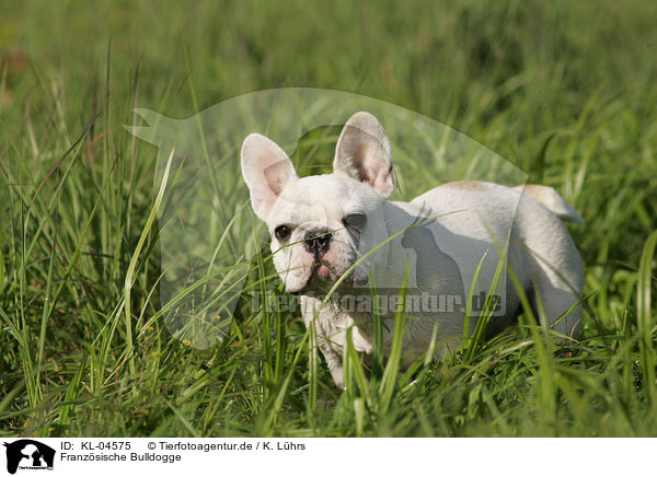 Franzsische Bulldogge / French Bulldog / KL-04575