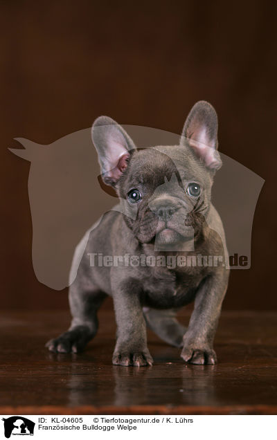 Franzsische Bulldogge Welpe / KL-04605