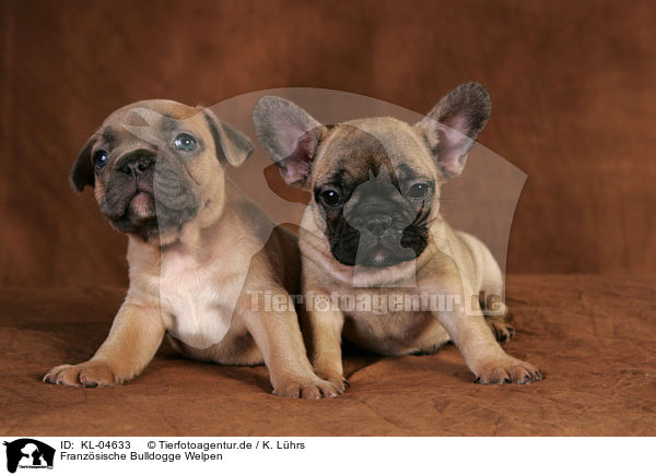 Franzsische Bulldogge Welpen / French Bulldog Puppies / KL-04633